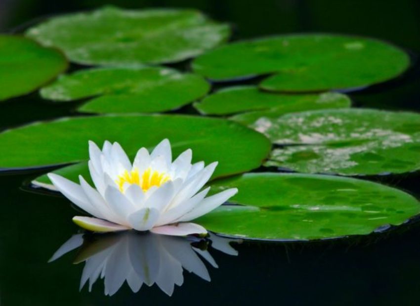 Công Ty Đa Công Nghệ Thảo Nguyên